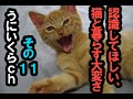 うにいくらch　その１１ 猫は可愛いだけじゃない。家族として育てる上での大変さを忘れずに。