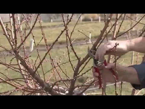 فيديو: معلومات الخوخ ميسينا - كيفية زراعة أشجار الخوخ ميسينا