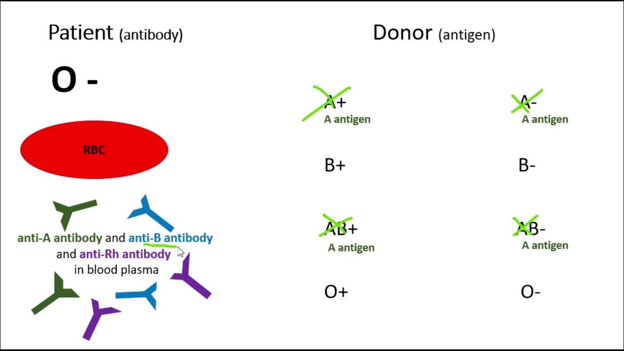 O Negative Blood Type Donating And Receiving YouTube o-negative-blood-type-donating-and-receiving-youtube