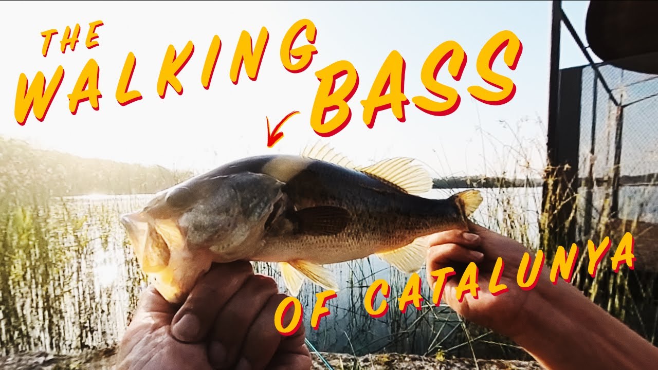 BASS FISHING From the bank near BARCELONA YouTube