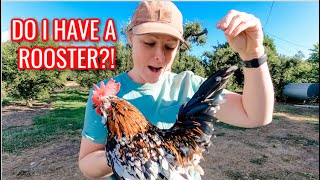 THINK YOU MIGHT HAVE A ROOSTER?! | How to tell as early as ONE day old!