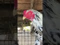 ❤️🐔