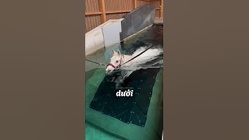 Người chủ TỐT BỤNG giúp ngựa CHỮA CĂNG CƠ  🐴 ❤️ #shorts