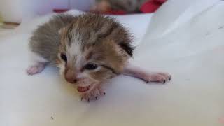 Cute Baby kitten #viral #viralvideo #kitten #animals