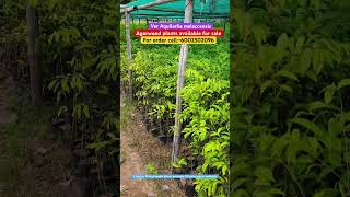 Agarwood plants for sale #farming #agriculture #10m #viral #gardening #agarwood #shorts #plants