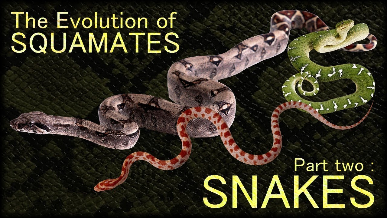 Эволюция змеи. Snake Evolution. Snake Evolution на русском. Snake Evolution last.