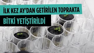 Bilim İnsanları İlk Kez Ay’dan Toplanan Toprakta Bitki Yetiştirdi