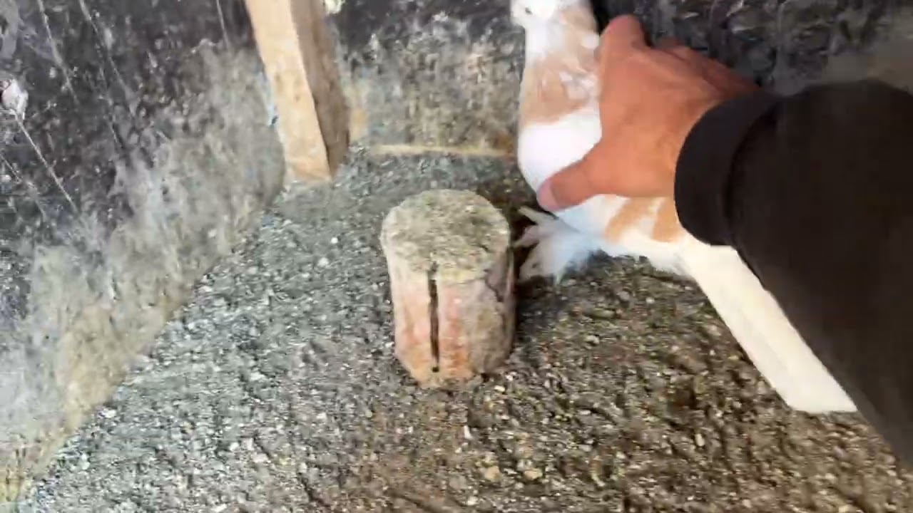 HASAN KURBAN’ın LİMONİ GÜVERCİNLERİ VE ÖZELLİKLERİ