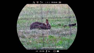 Pard Nightstalker 4K Ex At .Opticsworld.co.uk