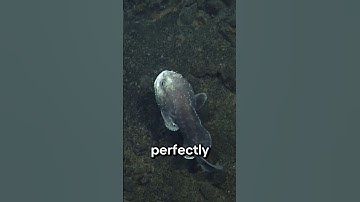 “The Sad Blobfish".