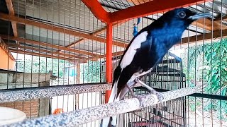 Download Lagu Kacer tretes KONSLET buka ekor buka sayap,  kacer jenis apapun auto EMOSI dengar ini,,!! MP3