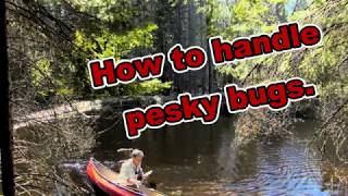 How to deal with pesky bugs while camping