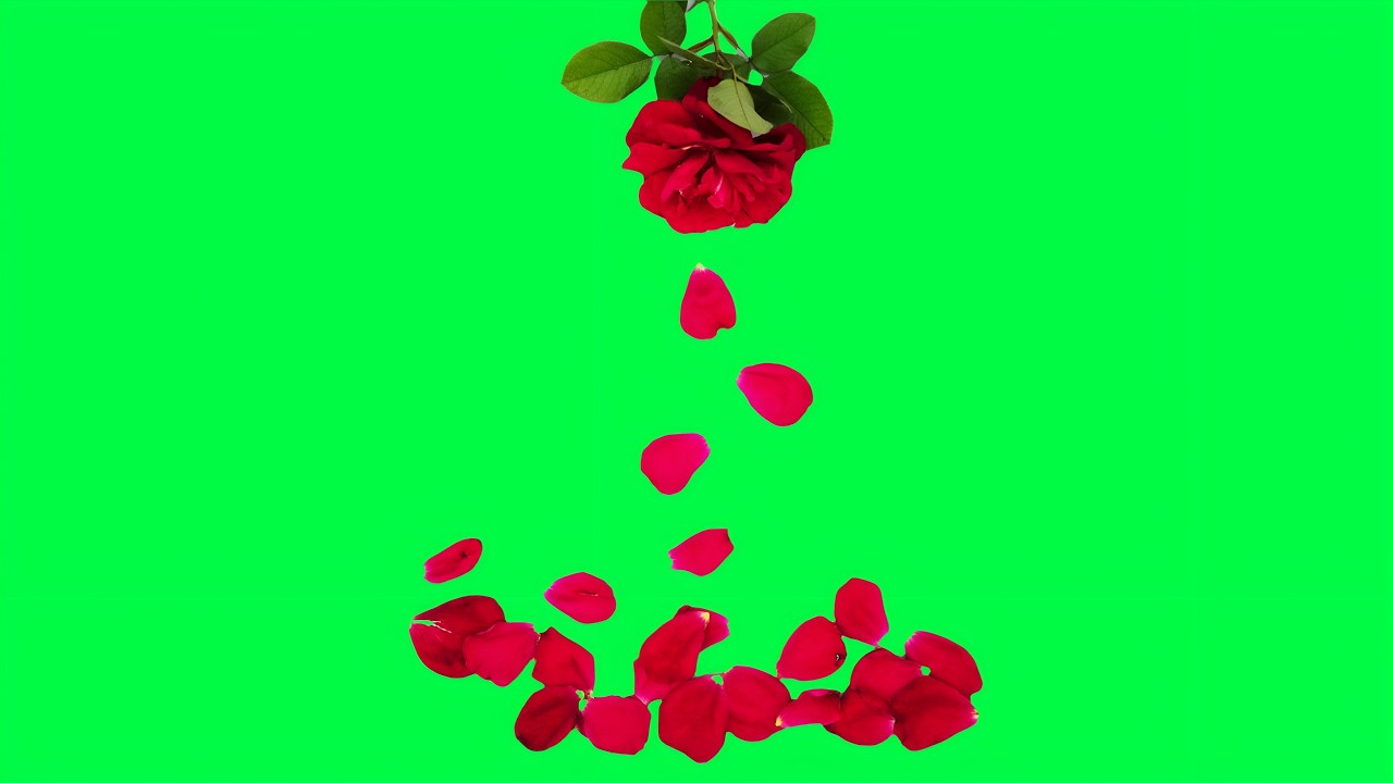 Rose petals falling green screen video 🌹 | Flower petals falling green screen
