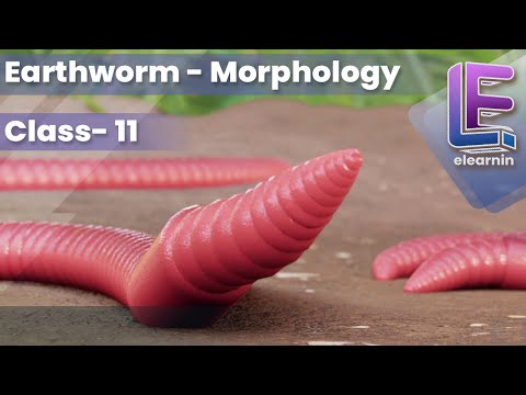 Morphology of an Earthworm | Structural Organization of Animals | CBSE Class 11 Biology by Elearnin