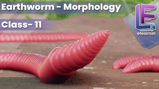 Morphology of an Earthworm | Structural Organization of Animals | CBSE Class 11 Biology by Elearnin