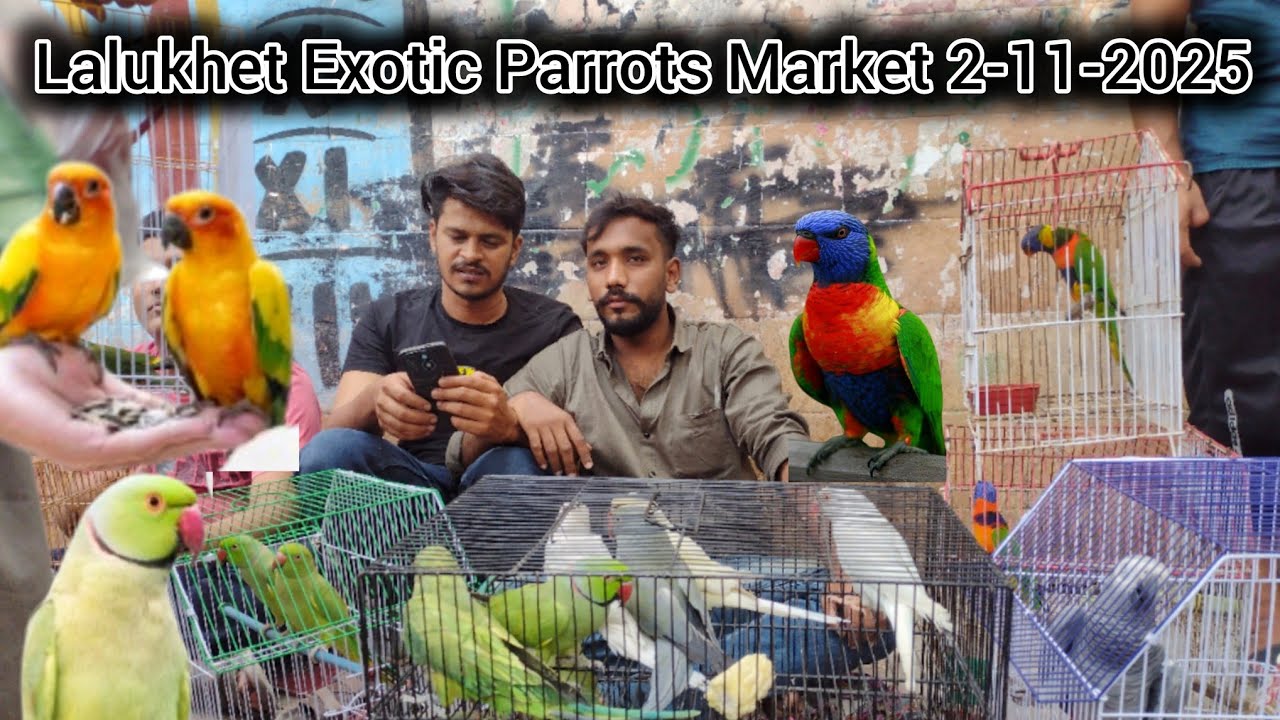 Экзотические попугаи и птенцы: последние цены от 11.02.2025 | Воскресный птичий рынок Лалукхет в ...