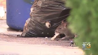 City's Health Department Working To Get Rid Of Rat Infestation In Lawncrest Neighborhood