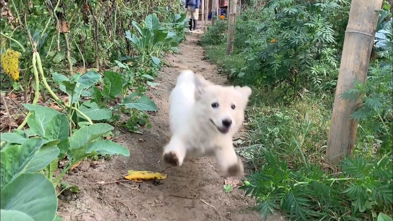 「事故動画」トマト畑を全速力で走ってくる子犬に激突されよう！She runs about in the tomato