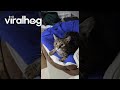 Cat Refuses to Let Owner Go to Work || ViralHog