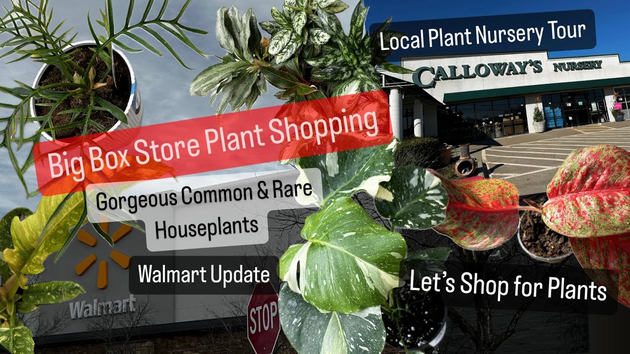 Big Box Store Plant Shopping Walmart Houseplants Updates Calloways Plant Nursery Tour Indoor Plants