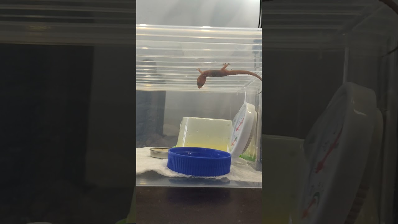 Мой питомец. Ящерица. Турецкий полупалый геккон.