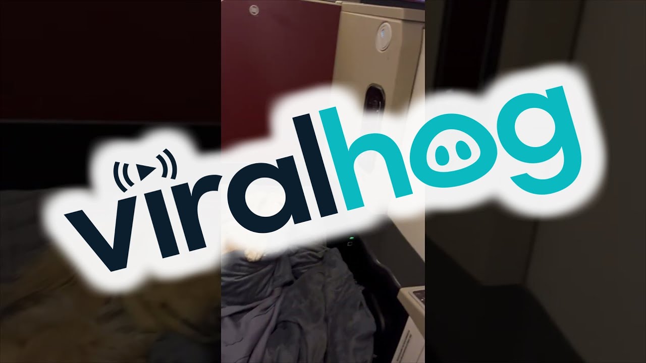 Pampered Pooch Flies Business Class || ViralHog