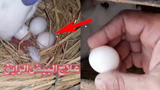 علاج البيض الغير مخصب أو البيض الرايق واسبابه/دكتور حمام مصري