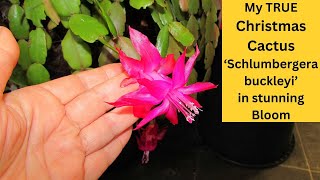 My TRUE Christmas Cactus 'Schlumbergera buckleyi' in stunning Bloom #cactus #cacti #cactusplants