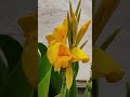 "🌼 Stunning Yellow Canna Lily in Bloom""🌼 Beautiful Yellow Flower After Rain""🌼 Vibrant Yellow Canna