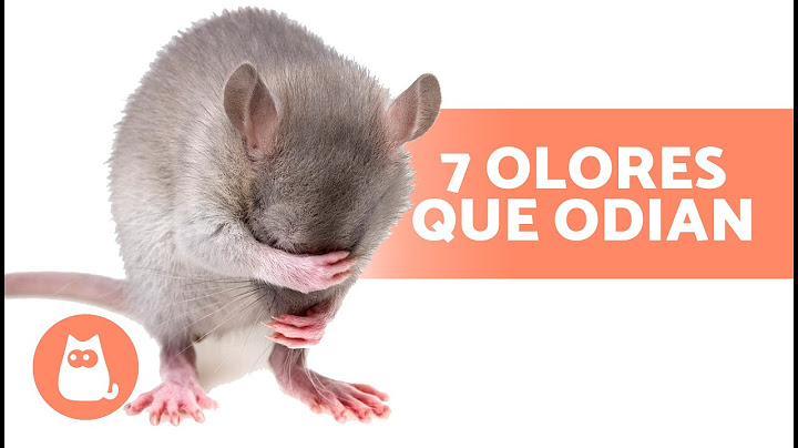 7 OLORES que ODIAN los RATONES y las RATAS 🐀❌ ¡No los soportan!