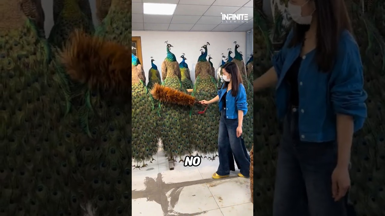 How Chinese farmers raising PEACOCK for profit? 
