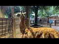 June 5 - Farm Animals