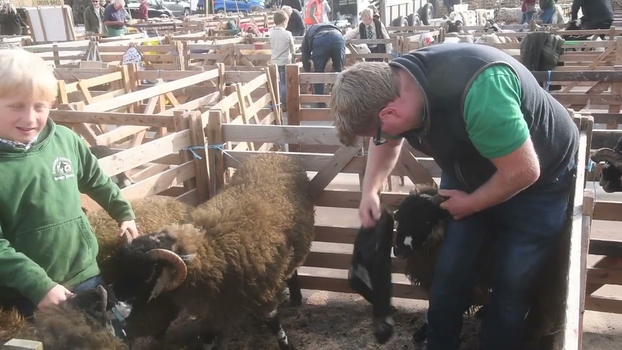 Masham Sheep Fair 2025