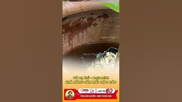 Khả năng săn mồi độc đáo của cá xạ thủ - Archerfish #tintuc #giaitri #shorts