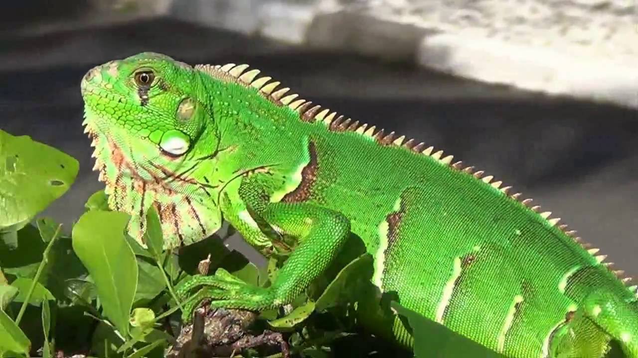 iguana kontes