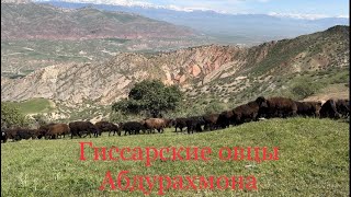 Гиссарские овцы и аборигенные САО Таджикистана саги дахмарда Абдурахмона, 23 апреля 2023
