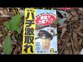 めちゃくちゃヤバいスズメバチ大量捕獲