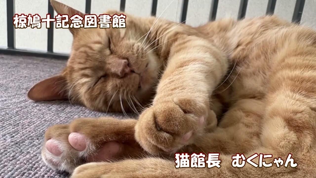 ふるさとCM大賞NAGANO » [ 喬木村 ] 喬木村の猫館長むくにゃん