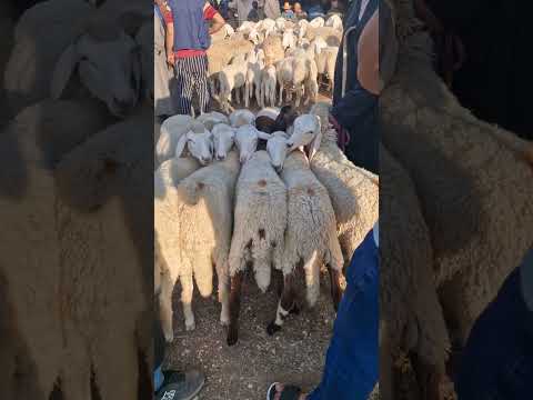 قسنطينة سوق الخروب خرفان صغار سومت الواحد 5 5 الشعب الصيني ماله حل ملاين قابل لتفاوض