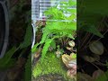 My mantis tank from a year ago—let me show you how it looks now.