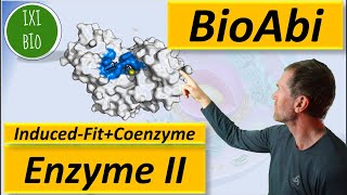 Enzyme 2 - Induced Fit Modell und Coenzyme - Anwendungsaufgaben zu Analysieren + Bewerten im BioAbi