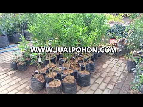 Pohon Jeruk Santang Madu Unggulan, Siap Panen dalam Waktu Singkat!