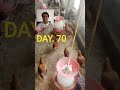 Sharma poultry farm 10, 2026. DAY 70. 🐤