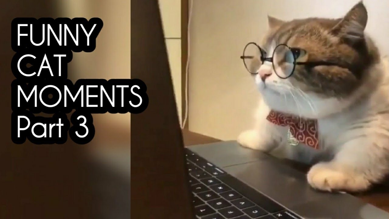 FUNNY CAT MOMENTS Part 3 - YouTube