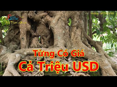 Video Xem cây Sanh Quê Cổ từng có giá trị 1 Triệu USD tại... - youtube