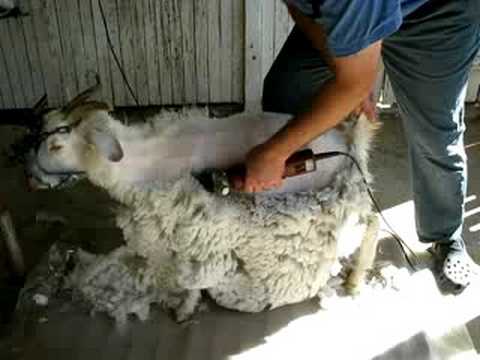 com Shaved goat Quality porn Girl glory hole through