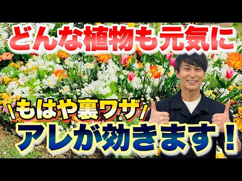 【プロ御用達】ギネスにもなっちゃうスゴい力!植物にもアレが効くんです【ガーデニング】【園芸】 hqdefault