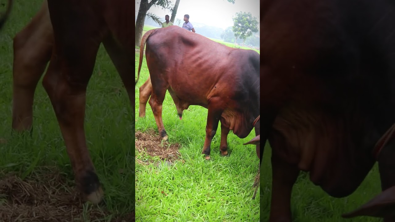Amazing cow eating grass 