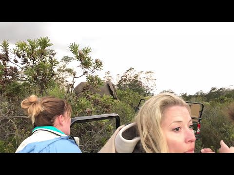 When an African Elephant in musth gets too close  Terrifying