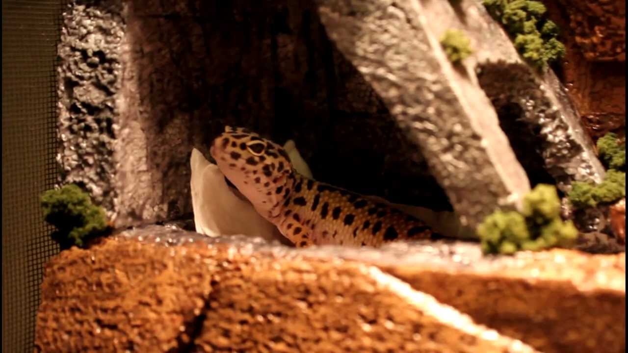leopard geckos as pets Reptile Room (christmas special!)